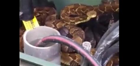 Watch: Electrical transformer box hides sleeping snakes 